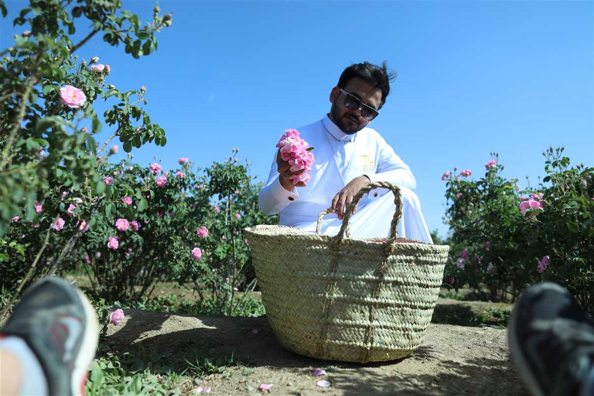 Cultivation of Taif roses 