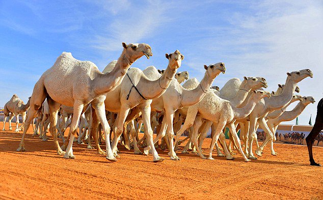 Department of Biotechnology presents a lecture on the period of reproduction and inactivity of Camels